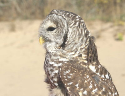 Barred Owl