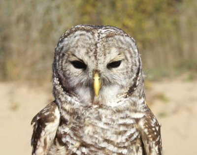 Barred Owl