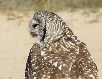 Barred Owl