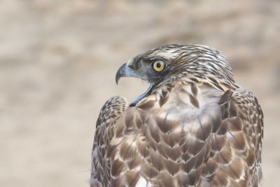 DNorthern Goshawk juvenile female