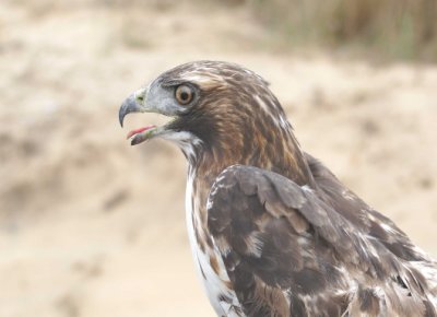 Red-tailed Hawk adult