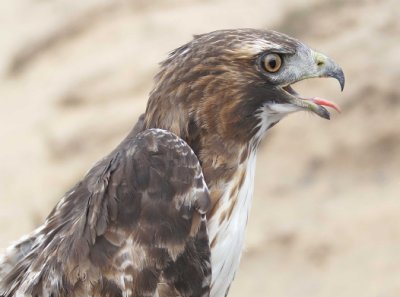 Red-tailed Hawk adult