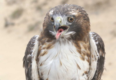 Red-tailed Hawk adult
