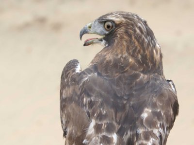 Red-tailed Hawk adult