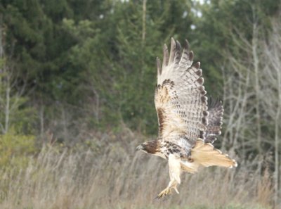 Red-tailed Hawk adult