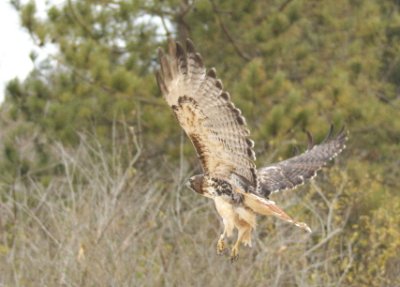Red-tailed Hawk adult