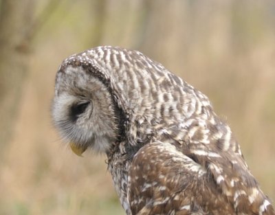 Barred Owl