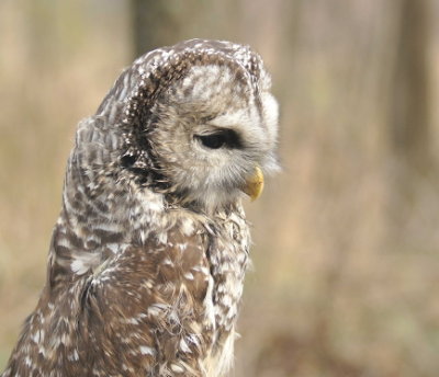 Barred Owl