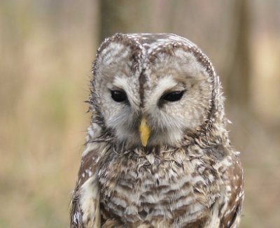 Barred Owl