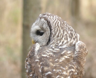 Barred Owl