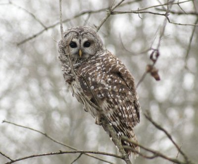 Barred Owl