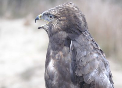 Rough-legged Hawk