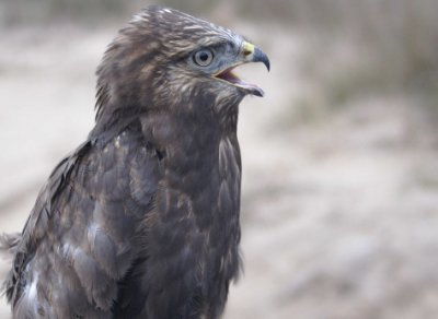 Rough-legged Hawk