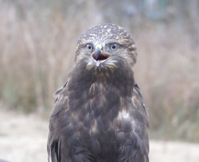 Rough-legged Hawk
