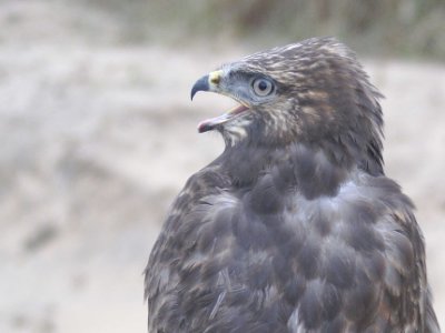 Rough-legged Hawk