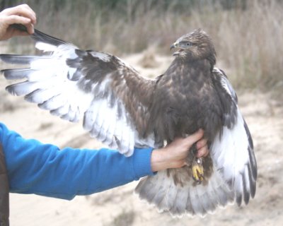Rough-legged Hawk