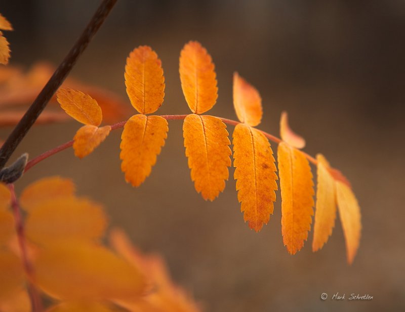 Last Colours of Autumn