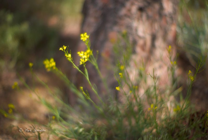 Wildflowers