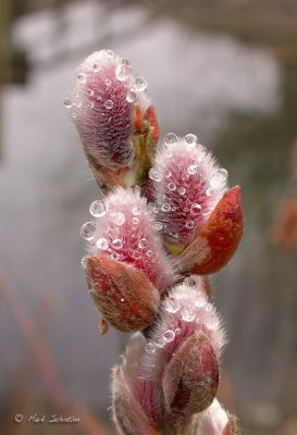 Dew on the Pussy Willows