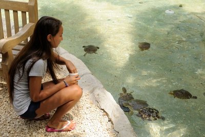 Turtle Feeding Time