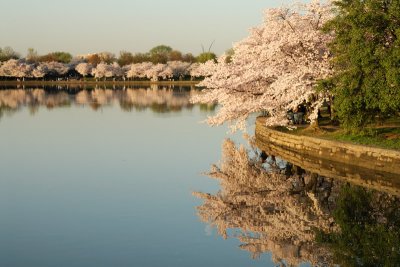 Cherry Blossoms 2010