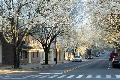 Pear Trees in Bloom