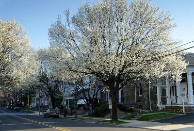 Pear Trees in Bloom