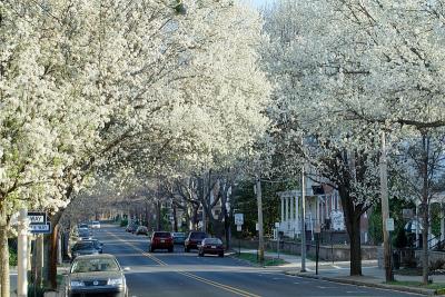 Pear Trees in Bloom