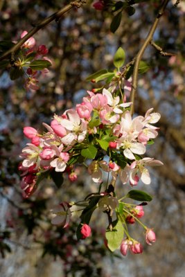 Cherry Blossom