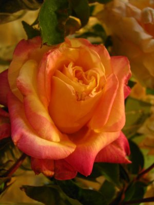 Rosette Delizy