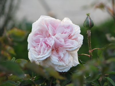Souvenir de la Malmaison