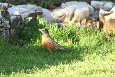 g3/92/32292/3/58903556.Robin2.jpg