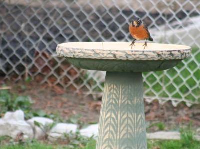 g3/92/32292/3/58987765.BirdBath.jpg