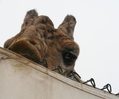 g3/92/32292/3/59085513.GiraffeCloseUp.jpg