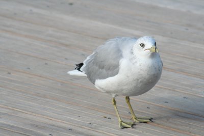 Chubby Seagull