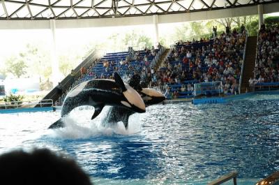 Two Shamu's for the price of one!