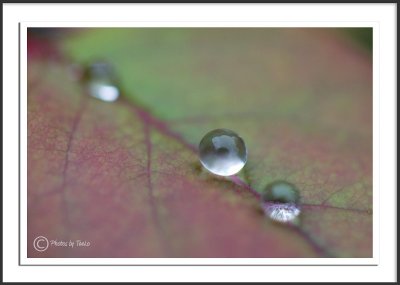 Dew Drop In