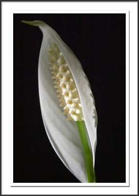 Spathiphyllum