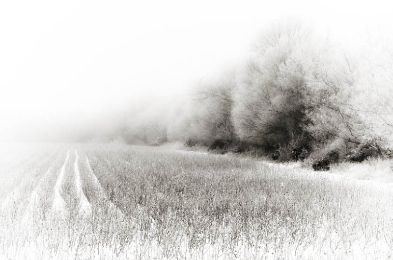 fOG, HEDGE, COTTON