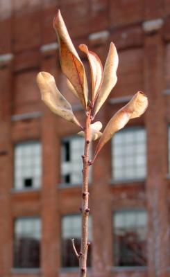 IMG_4217_1.JPG
