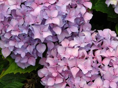 Summer Scenes in the Hamptons in Sag Harbor and Noyac NY NYC Long Island New York