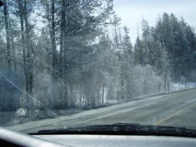 icing the trees.JPG