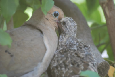 feeding time