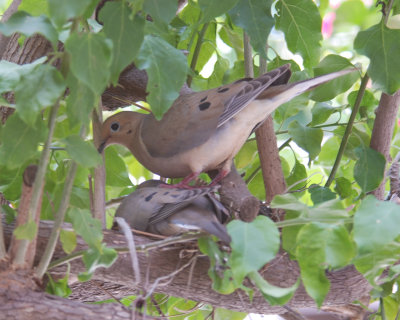 courting