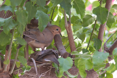 king of the nest