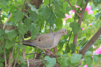 dove_story_sequel