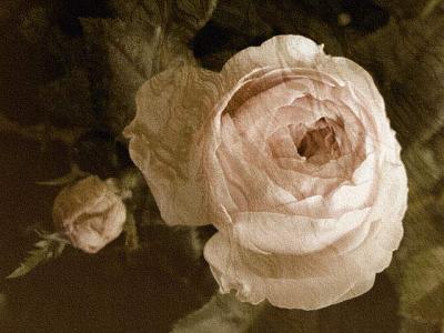 antique-rose