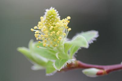 pussywillow flower