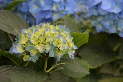 blue hydrangea