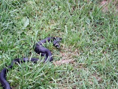 blacksnakes breeding